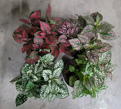 4" Hypoestes Splash Assortment